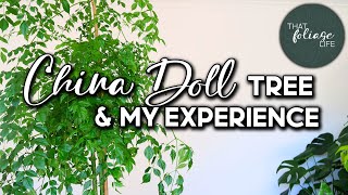 China Doll Plant Care Tips Radermachera Sinica [upl. by Moberg]