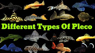 Pleco Fish Types  Different Types Of Pleco Fish [upl. by Jilli774]