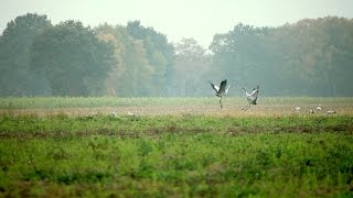 Über 50000 Kraniche in der Diepholzer Moorniederung [upl. by Ailaza899]