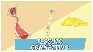 Tessuto Connettivo  Pillole di Scienza [upl. by Naivatco]