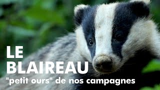 LE BLAIREAU quotpetit oursquot de nos campagnes European Badger [upl. by Adnac473]