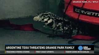 Escaped pet lizard chases man in Florida neighborhood [upl. by Patti]