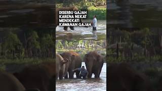 Gajah Berlarian Menuju Pria Ini Setelah Sudah Lama Tidak Bertemu shorts [upl. by Melgar]