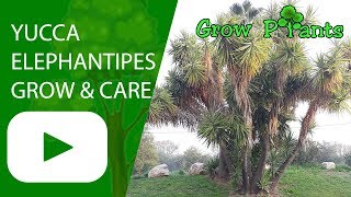 Yucca elephantipes  grow amp care [upl. by Enaasiali]