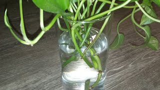 Propagating Pothos healthy hobbies houseplants propagation peace [upl. by Okimat961]