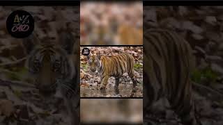 Disneynatures Tiger  Official Trailer  Tiger Movie [upl. by Ailuig]