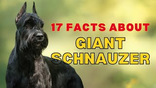 99 of Giant Schnauzer Dog Breed Owners Dont Know  Giant Schnauzer Facts  Giant Schnauzer Video [upl. by Novy]