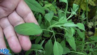 ⟹ common sage  Salvia officinalis  Growing sage in the garden [upl. by Remo]