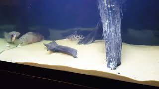 SYNODONTIS DECORUS CATFISH [upl. by Gare]