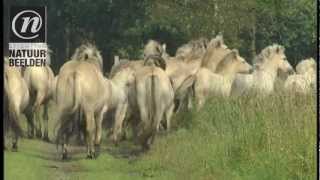 Grazende Fjordenpaarden in het Fochteloërveen [upl. by Akenn]