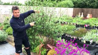 Antonys Gardening Tips  Lavatera [upl. by Atival248]