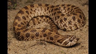 The Plains Hognose Snake Heterodon nasicus [upl. by Eceerahs563]