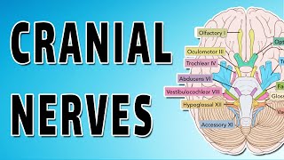 Cranial Nerves Explored [upl. by Weld]