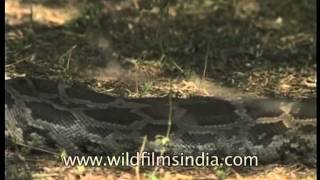 Wild monster  Indian Rock Python [upl. by Anialad]