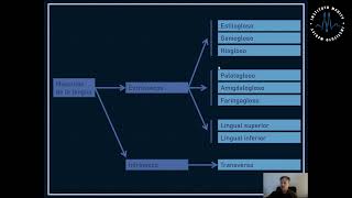 Cavidad bucal salivales faringe [upl. by Debbee]