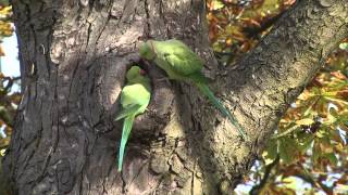 Papegaaien Vondelpark [upl. by Eytak127]