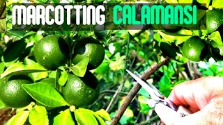 HOW TO MARCOT CALAMANSI TREE STEP BY STEP [upl. by Marissa599]