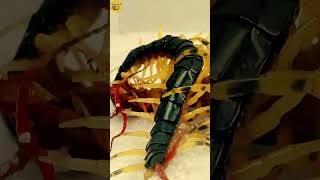 Giant centipede vs scorpionEpic battleCentipedes prey on Heterometrus spinifer 🦂🦂🦂🦂🐛🐛🐛🐛 [upl. by Farrell]