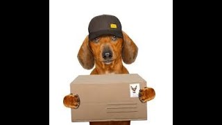 Funniest Animal Fails When Dogs Meet Delivery Guy [upl. by Repooc919]