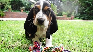 Basset Hound Puppy [upl. by Eceinert]