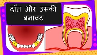 Science  Human Teeth  Types and Structure  Part 1  Hindi [upl. by Sseb643]