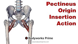 Pectineus Anatomy Origin Insertion amp Action [upl. by Narbig]