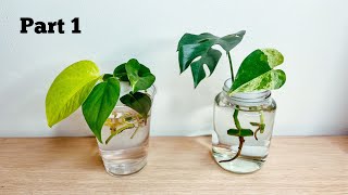 Part 1 Pothos and Philodendron Propagation from Cuttings [upl. by Nicolas922]