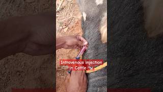 Intravenous injection in Cattle 🐄💉 shorts Antibiotic injection in Cow [upl. by Niveg52]