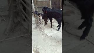 Loats of goats they are very eautiful new video [upl. by Anitsirhk]