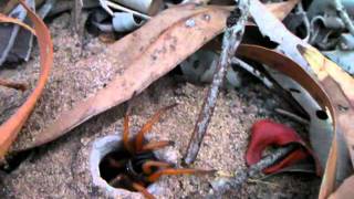 Trapdoor spider Australia [upl. by Assenab41]