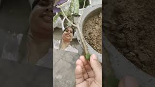 Harsingar plant cutting gardening plants garden agriculture balcony love archana shorts [upl. by Heyde623]