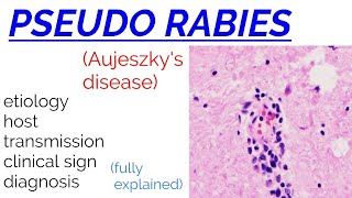 PSEUDORABIES  Aujeszkys disease  etiology  transmission  clinical sign  diagnosis [upl. by Desma961]