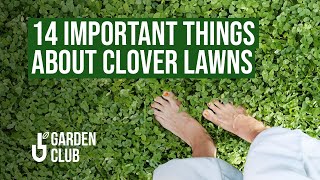 🍀 14 Important Things About CLOVER LAWNS [upl. by Auqinaj307]