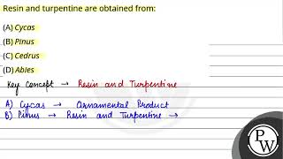 Resin and turpentine are obtained from [upl. by Zaneta]