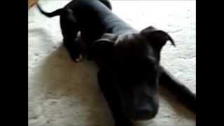 Labrabull  Pit Bull Mixed Labrador Retriever [upl. by Kentigerma910]