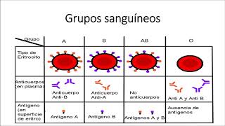 Grupos sanguíneos características antígenos anticuerpos Rh [upl. by Terrill92]