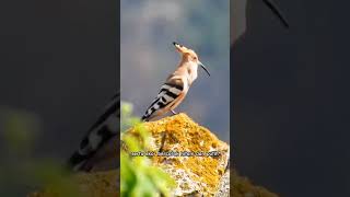 Hoopoe birds  burung hud hud animals birds [upl. by Noryk]