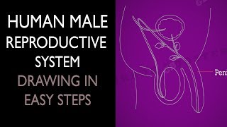 How to draw male reproductive system in easy steps  10th Biology  Science  CBSE  ncert class 10 [upl. by Nina]