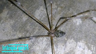 Arachnida Species  Tailed Cellar Spiders Crossopriza lyoni  Try playing dead but [upl. by Claudio]