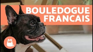 Prendre Soin d’un bouledogue francais [upl. by Johst]