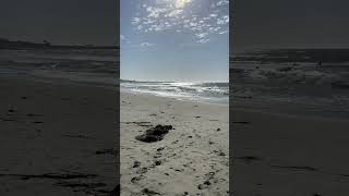 Asilomar state beach shorts [upl. by Maryn]