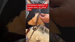 Intravenous injection in jugular vein l dr Umar khan [upl. by Atinrev953]