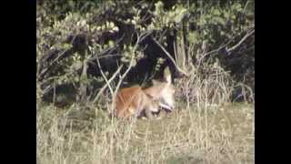 Les animaux sauvages de la forêt de Fontainebleau [upl. by Naenej]