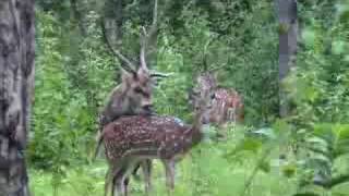 Indian Wildlife  Chital mating [upl. by Winola322]