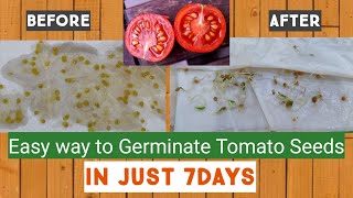 How to germinate Tomato seeds in paper towel [upl. by Linis992]