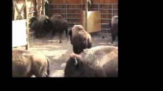 Yellowstone Wild Buffalo Slaughter [upl. by Amalle]