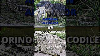 Orinoco Crocodile VS American Alligator crocodile alligator whoisstrongest youtubeshorts shorts [upl. by Snowber]