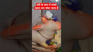 नंदी के कान में सबसे पहला क्या बोला जाता हैytshorts viral shivpuran nandi upay bhaktiCLIP92 [upl. by Inasah69]