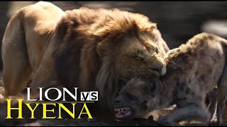 Lion Vs Hyena ►Mother Lion Sacrifices Herself To Save Her Cubs From A Pack Of Wild Dogs Cobra [upl. by Gypsie370]