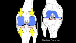 Knee joint structure and actions [upl. by Maxia]